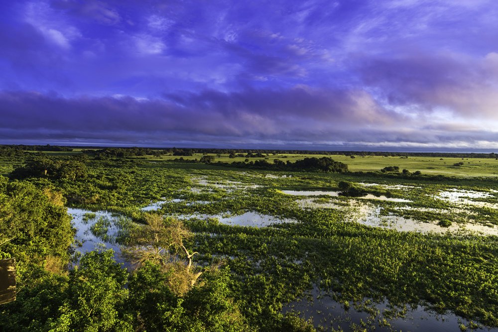 Colorful Sunrise in Pantanal River - Pantanal is the world's largest tropical wetland areas located in Brazil , South America