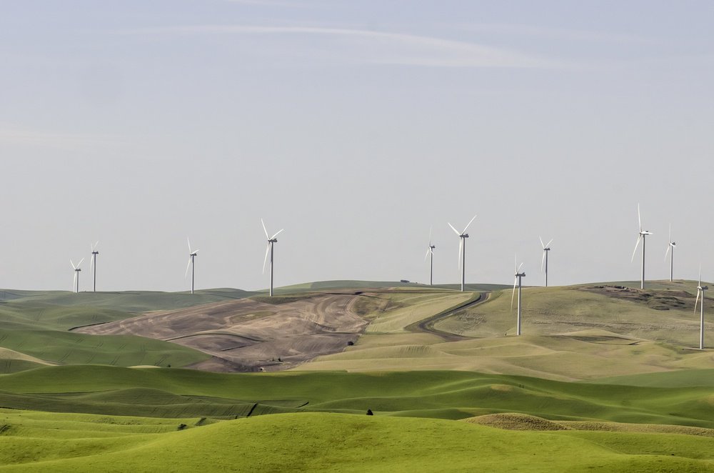 Wind farm near fields of green wheat an hour or so before sunset, spring in The Palouse, western Washington, USA