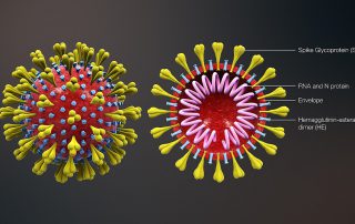 Corona virus (Image: ScientificAnimations.com/Wikimedia)