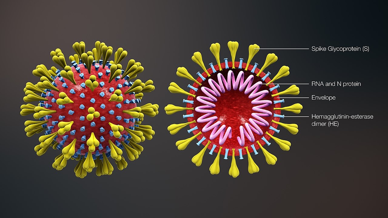 Corona virus (Image: ScientificAnimations.com/Wikimedia)