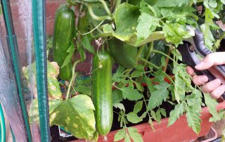 Our first cucumbers (Image: T. Larkum)