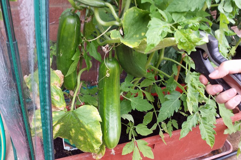 Our first cucumbers (Image: T. Larkum)