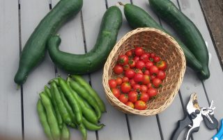 Cucumbers, tomatoes and beans (Image: T. Larkum)