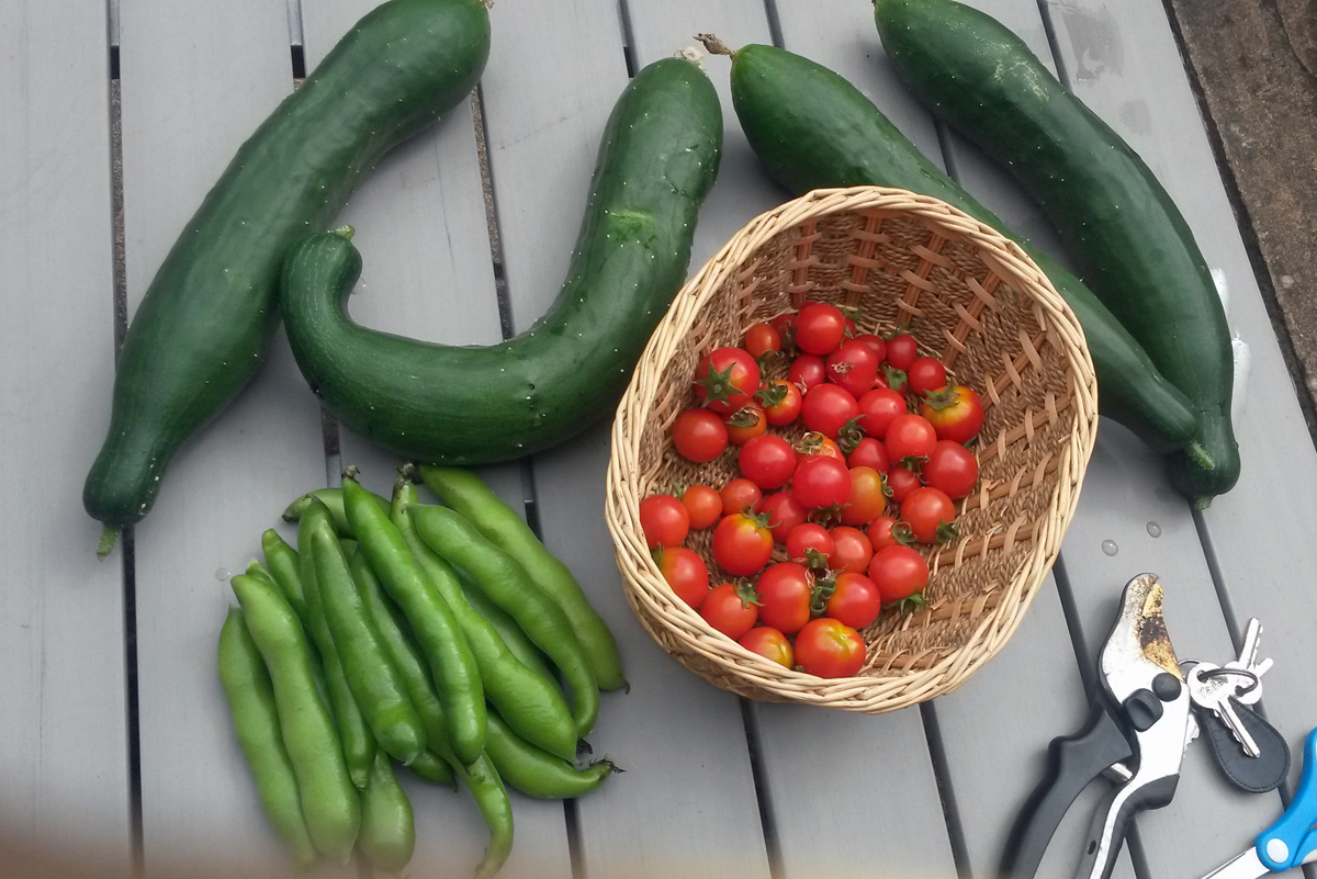 Cucumbers, tomatoes and beans (Image: T. Larkum)