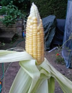 Corn from our planter (Image: T. Larkum)