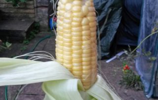 Corn from our planter (Image: T. Larkum)